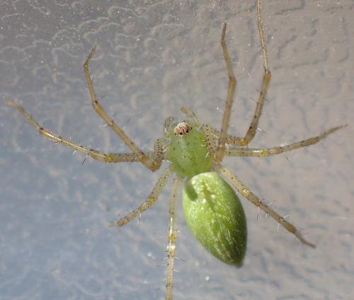 Peucetia viridis